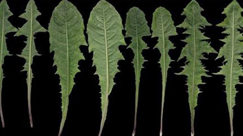 Самое многофункциональное лекарственное растение — одуванчик! Ты будешь удивлена.