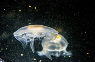 Ужалила медуза: чем это опасно и что делать?