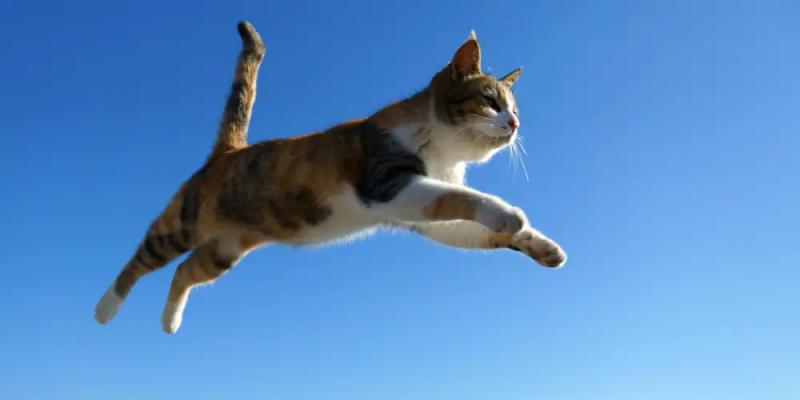 Функциональные тренировки: что это такое и в чем их преимущества? Функциональная тренировка: что это такое и каковы ее преимущества?