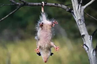 Как развить силу хвата: тренировка кистей и предплечий