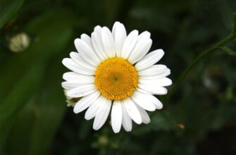 Натуральные мышечные релаксанты: что поможет снять спазм?